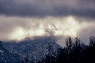 Low angle view of trees against cloudy sky