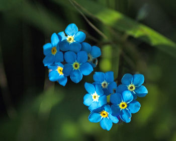 Close-up of forget-me-not flowers