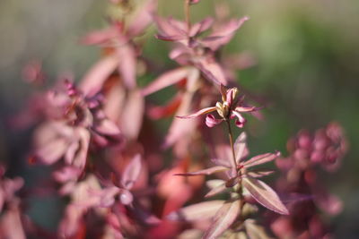 Close-up of pink flowering plant