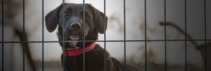 Dog in animal shelter waiting for adoption. dog behind the fences. dog in animal shelter cage.