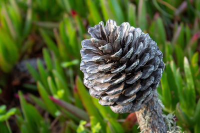 Close-up of pine cone on field