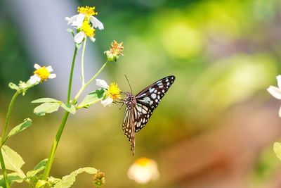 Close-up of butterfly pollinating on flower