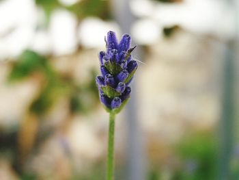 Close-up of purple flowering plant on field