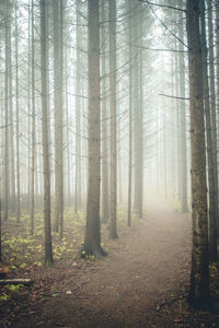Pine trees in forest