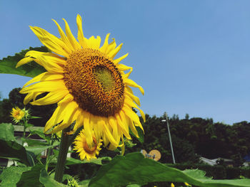 Close-up of sunflower against clear sky