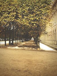 Trees in city