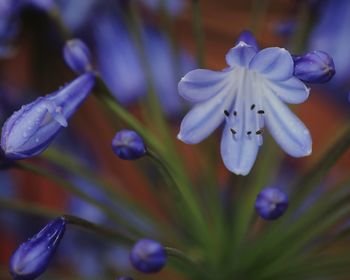 Close-up of purple flowers blooming outdoors