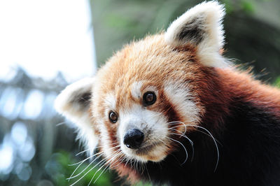 Close-up of red panda looking down