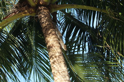 Low angle view of palm tree against sky