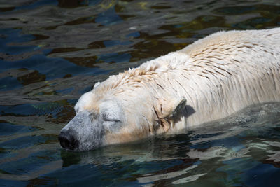 Sleeping polar bear in water