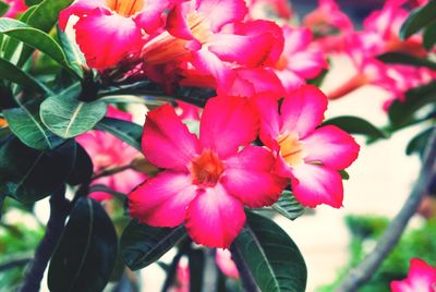 Close-up of pink flowers blooming outdoors