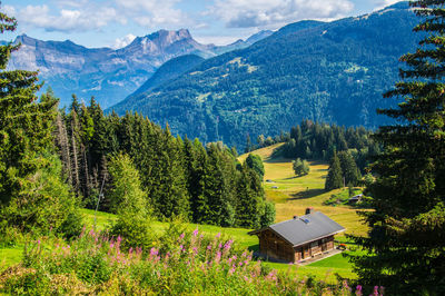 Scenic view of pine trees and mountains against sky