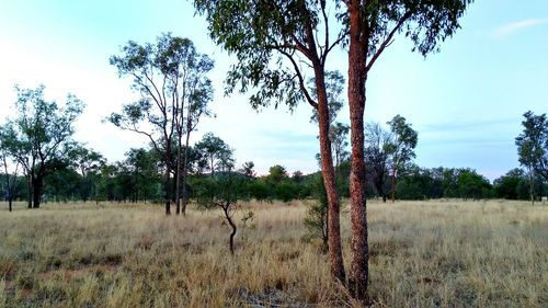 Trees on field against sky