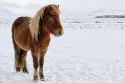 Icelandic horse on snowy landscape