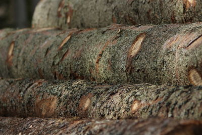 Full frame shot of wooden log outdoors