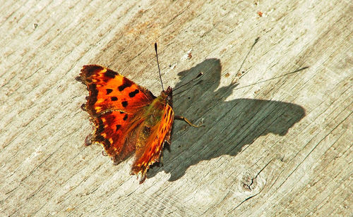 High angle view of butterfly on wood