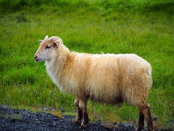 Sheep standing in a field