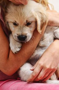 Close-up of a puppy in owner's arms