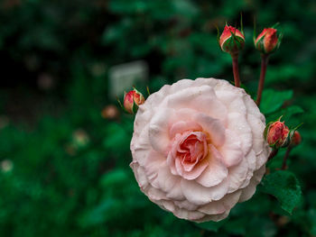 Close-up of pink rose flower