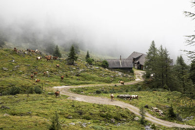 Meadow in foggy mountains with a herd of cows