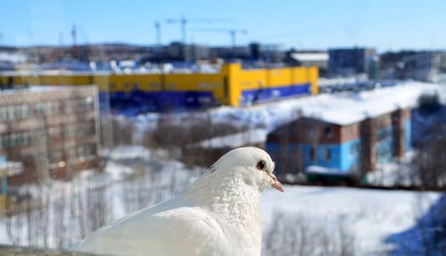 Bird against sky on snow