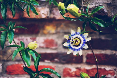 Close-up of flowers blooming outdoors