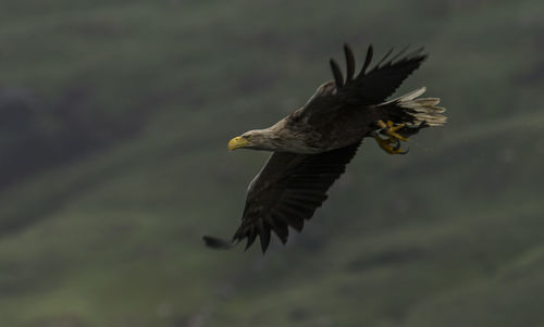 Sea eagle flying over field