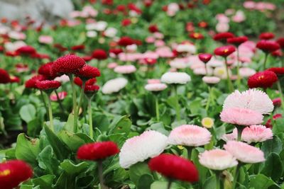 Close-up of red flowers blooming outdoors