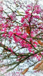 Low angle view of pink flowers