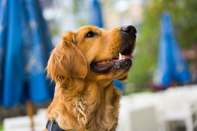 Close-up of a dog looking away