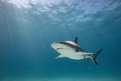 High angle view of a swimming in sea