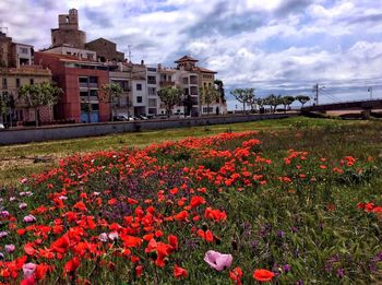 Flowers blooming on field against cloudy sky