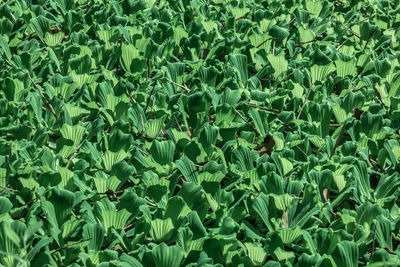 Full frame shot of fresh green plants