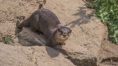 High angle view of an animal on rock