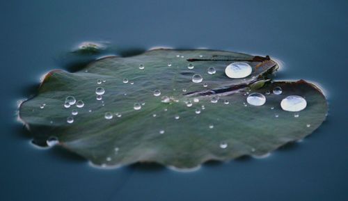 Close-up of water drops on leaves