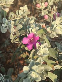 Close-up of pink flowering plant