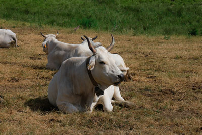 Cows resting in rigopiano farindola abruzzo