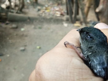 Close-up of hand holding bird