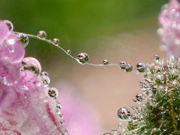 Close-up of water drops on flowers