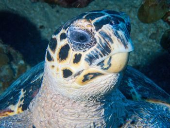 Close-up of turtle in sea