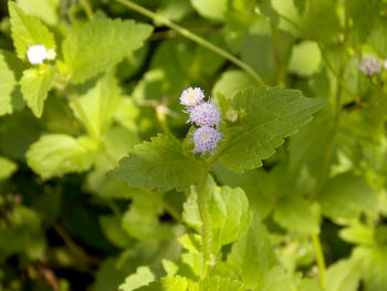Close-up of purple flowering plant