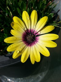 Close-up of yellow flower