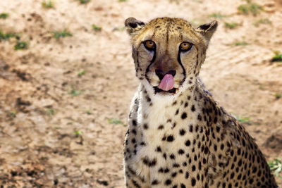 Close-up portrait of a cheetah
