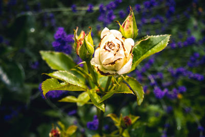 Close-up of rose blooming outdoors