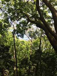 Low angle view of trees in forest
