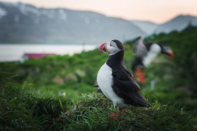 Close-up of bird perching on field