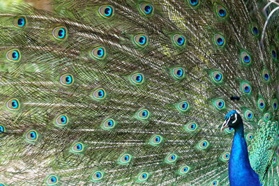 A peacock parading as a japanese composition