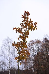 Low angle view of tree against sky during autumn