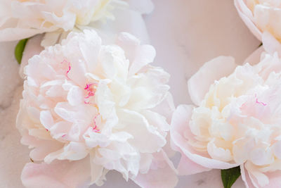 Close-up of white rose