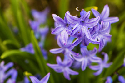 Close-up of purple flowering plant